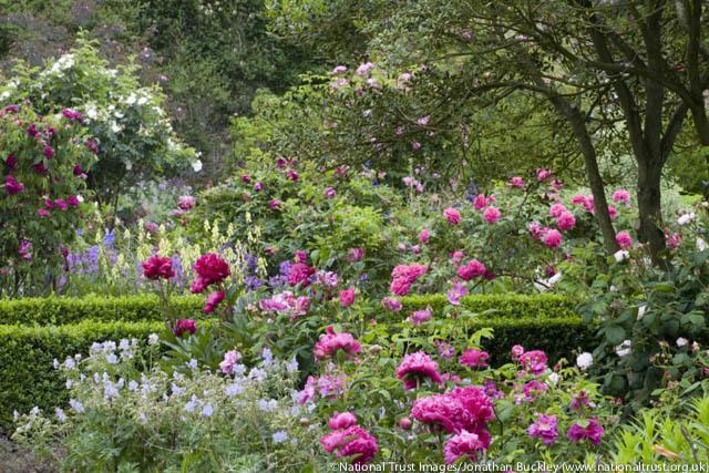 Paeónia lactiflóra  'Victoire de la Marn