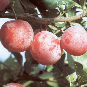 BLOMME ALTHANS REINE CLAUDE