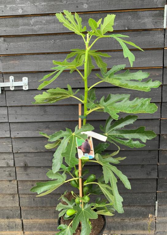 FIGEN - FICUS CARICA 'BORNHOLMS DIAMANT'