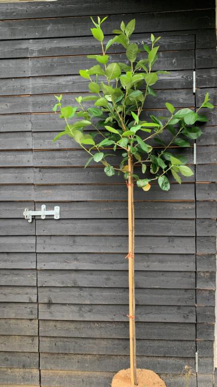 ARONIA PRUNIFOLIA 'NERO'