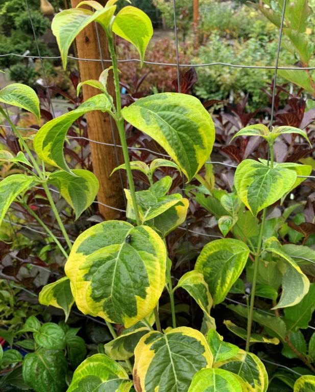CORNUS KOUSA 'CELESTIAL SHADOW'