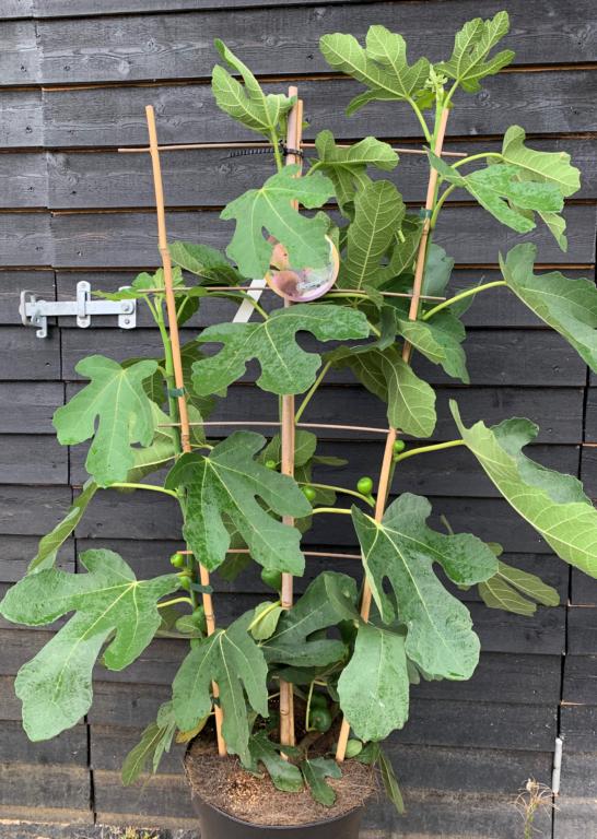 FIGEN - FICUS CARICA 'FIROMA' PÅ ESP.