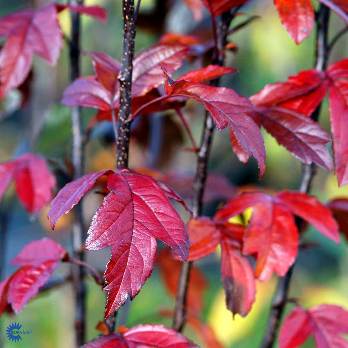 MALUS TORINGO 'FREJA' (N)