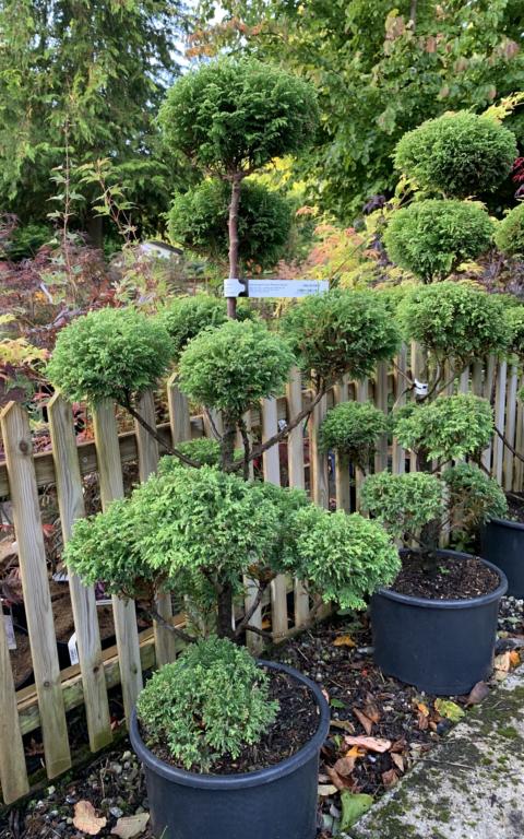 Chamaecyparis pis.'Plumosa Aurea'