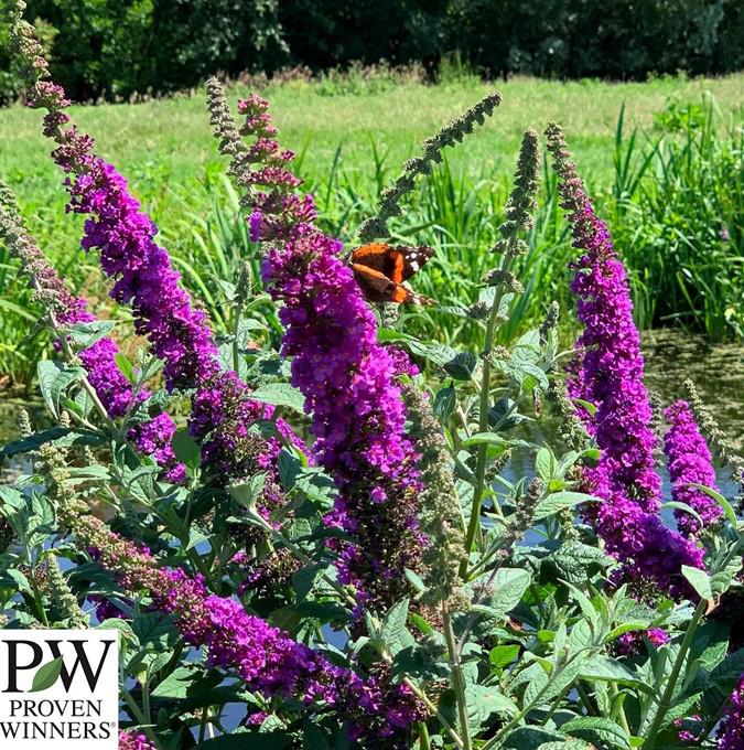 BUDDLEJA x 'MISS VIOLET'® PW