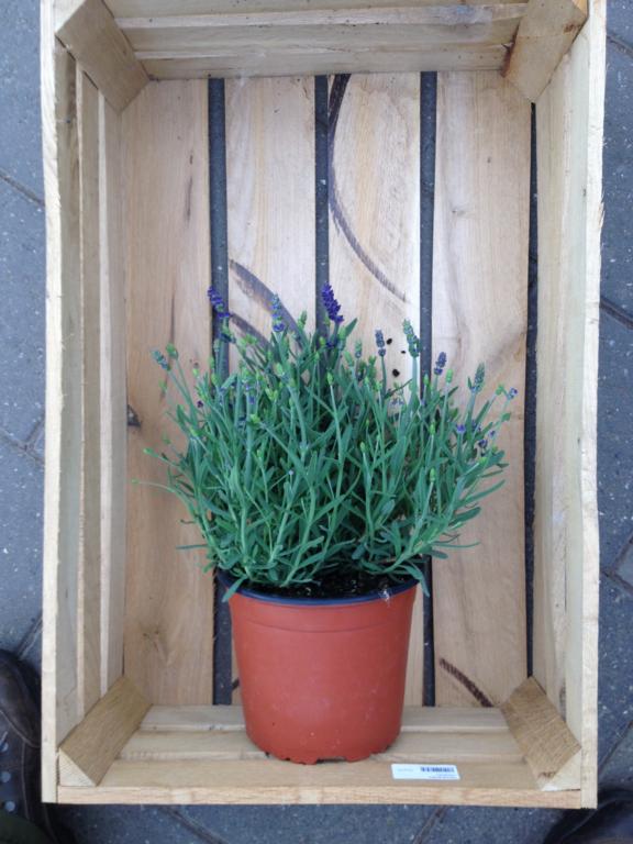 LAVANDULA 'HIDCOTE BLUE'