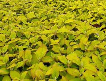 HYDRANGEA ASPERA 'GOLD RUSH'