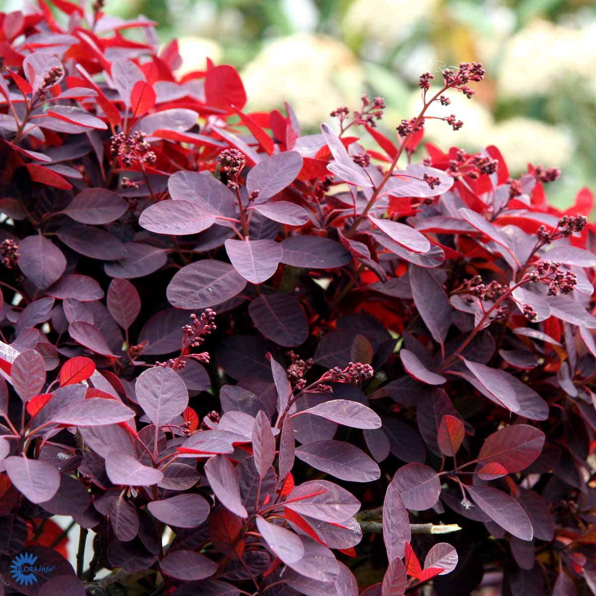 Cotinus c. 'Royal Purple'