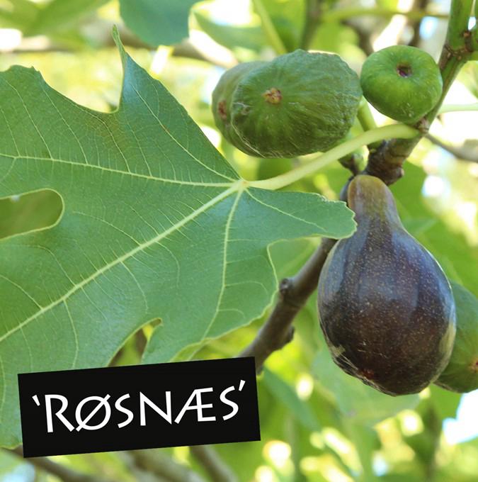 FIGEN - FICUS CARICA 'RØSNÆS' C2