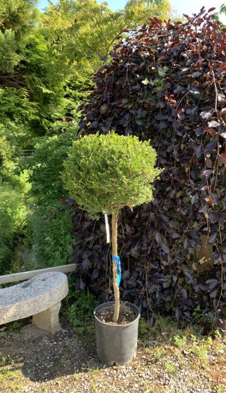 BUXUS MICROPHYLLA 'FAULKNER'