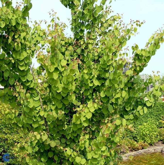 Cercidiphyllum japonicum