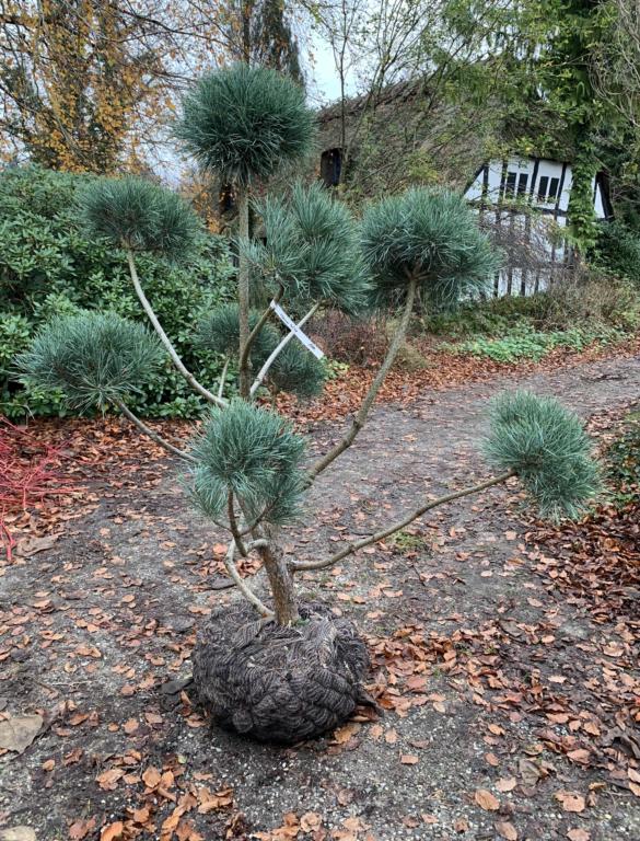 PINUS SYLVESTRIS 'GLAUCA'