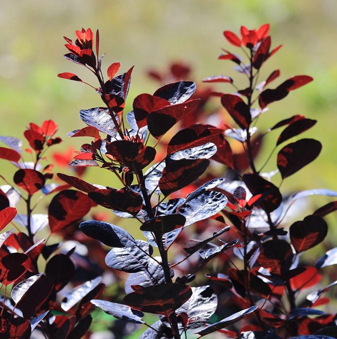 COTINUS cogg. 'ROYAL PURPLE'