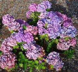 Hydrangea m. 'Bouquet Rose'