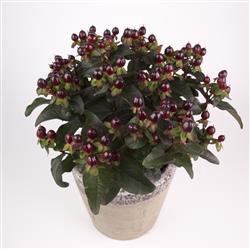 Hypericum 'Miracle Night'