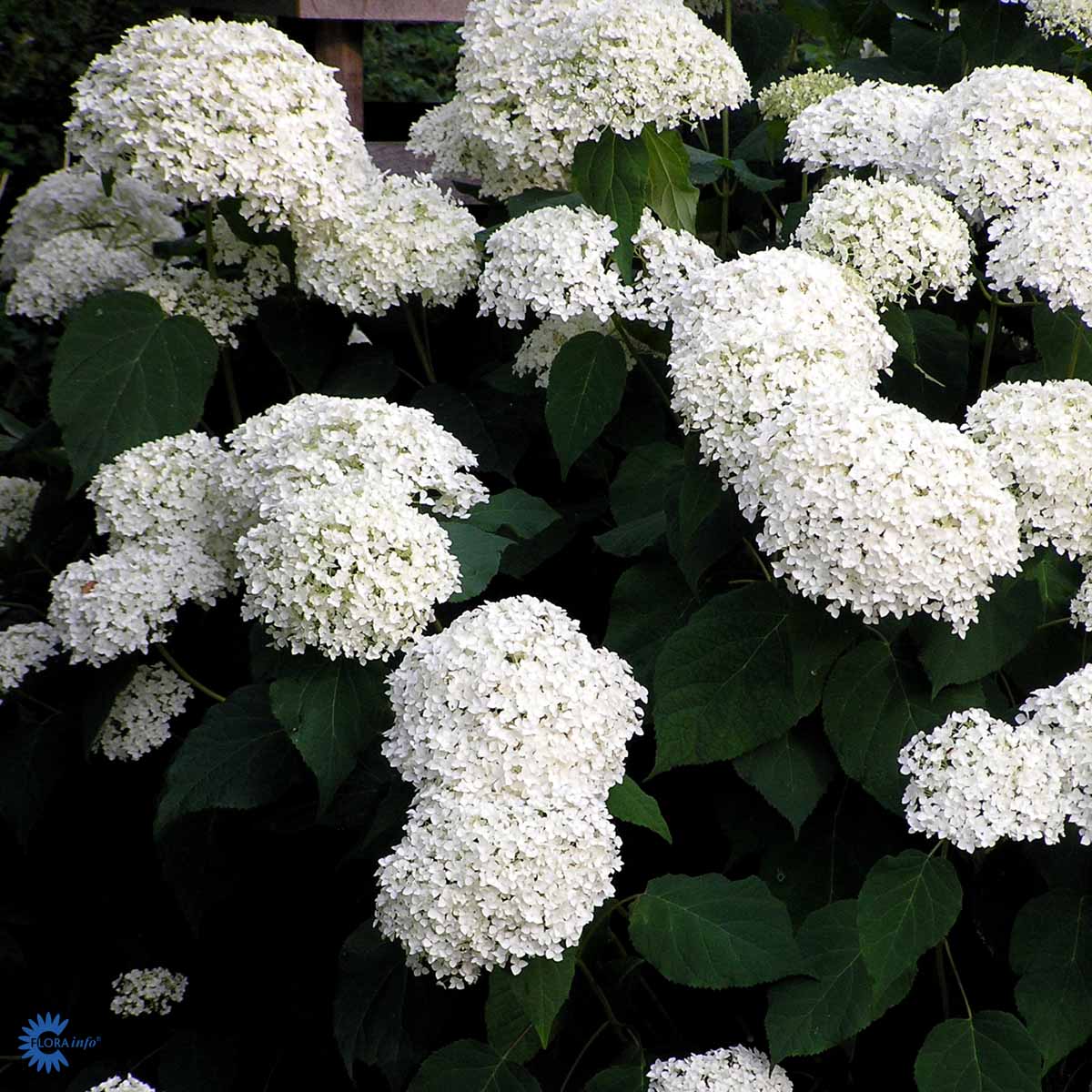 Hydrangea arborescens 'Annabelle'
