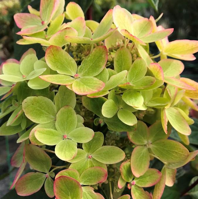 HYDRANGEA pan. 'PASTELGREEN'®