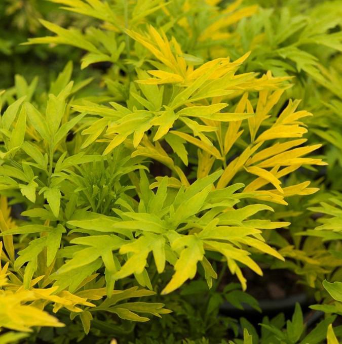 SAMBUCUS NIGRA 'GOLDEN TOWER'