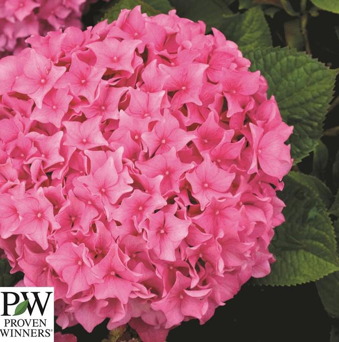HYDRANGEA MACROPHYLLA 'SWEET CUPCAKE'