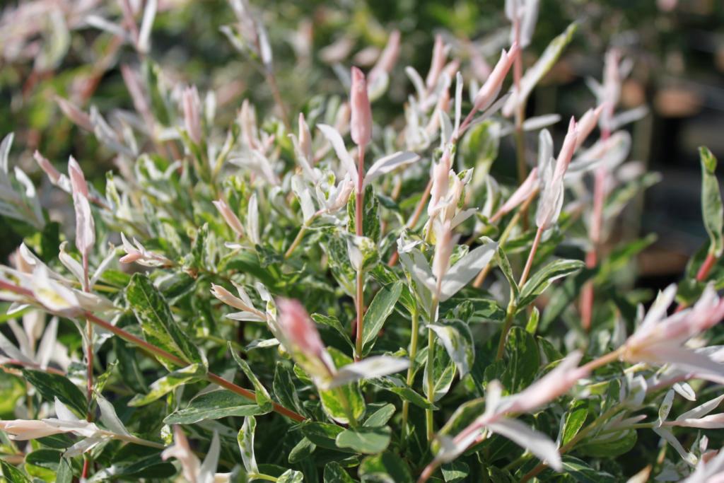 SALIX INTEGRA 'HAKURO NISHIKI'