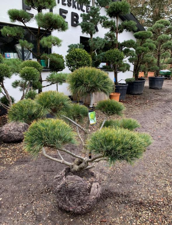 Pinus strobus 'Nana Compacta'