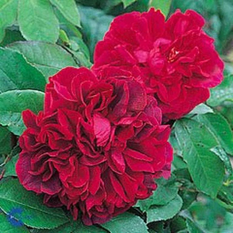 ROSA 'DARCEY BUSSELL'
