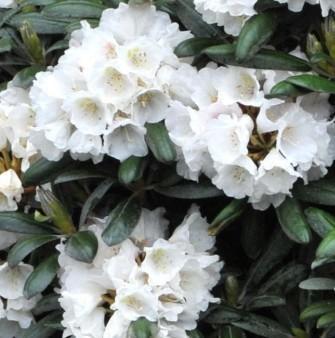 RHODODENDRON 'EDELWEISS'