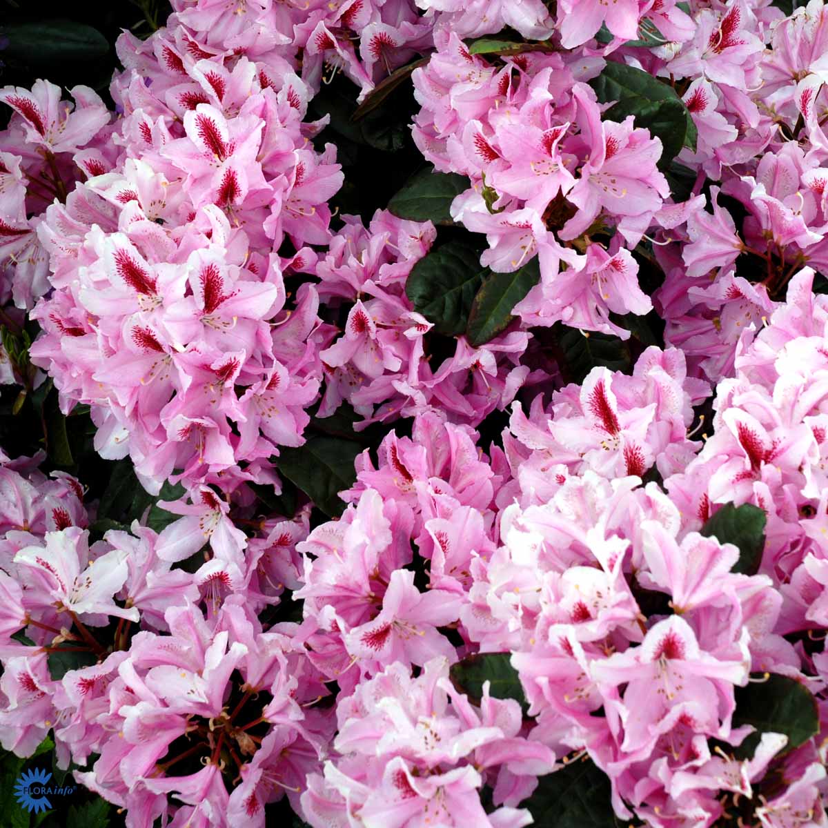RHODODENDRON 'FURNIVALS DAUGHTER'