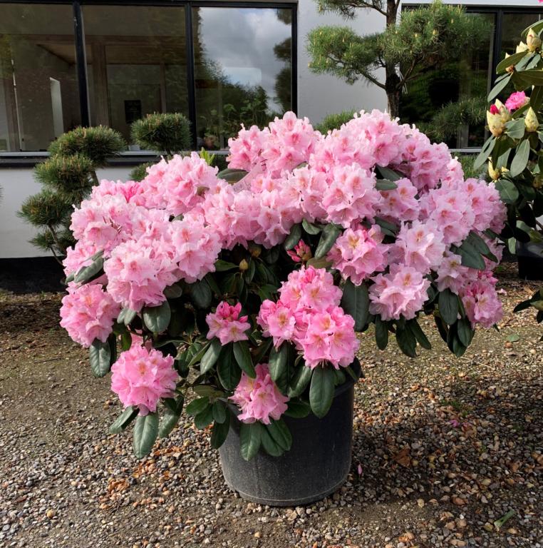 RHODODENDRON xL