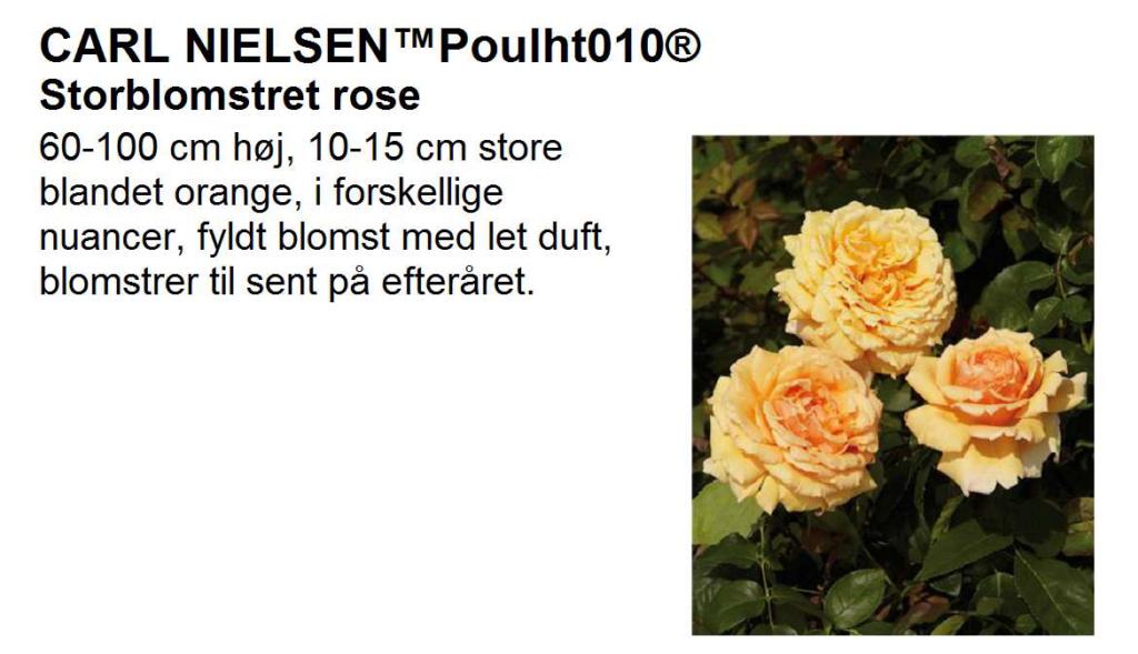 Rosa 'Carl Nielsen™' Poulht010®