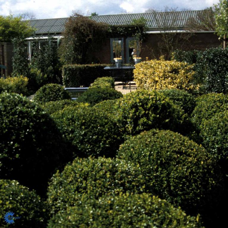 BUXUS SEMPERVIRENS KUGLE