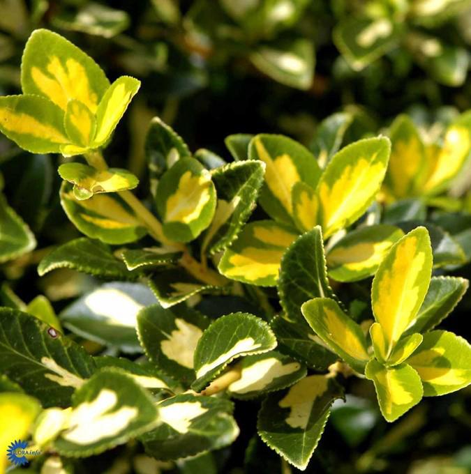 EUONYMUS fort. 'BLONDY' ®