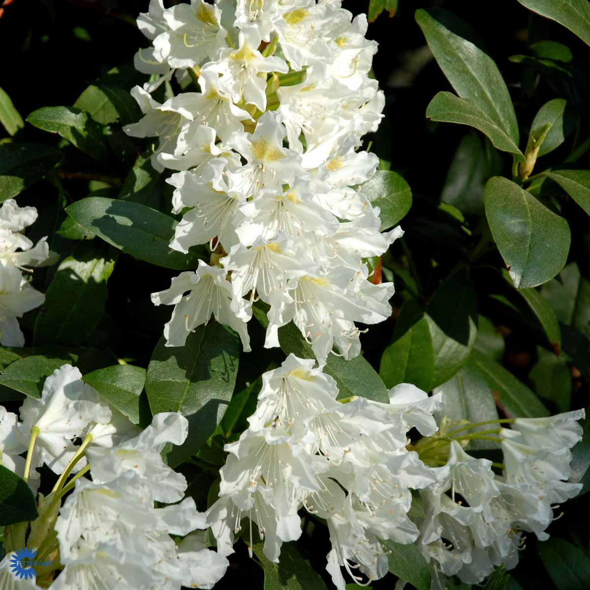 RHODODENDRON 'CUNNINGHAMS WHITE'