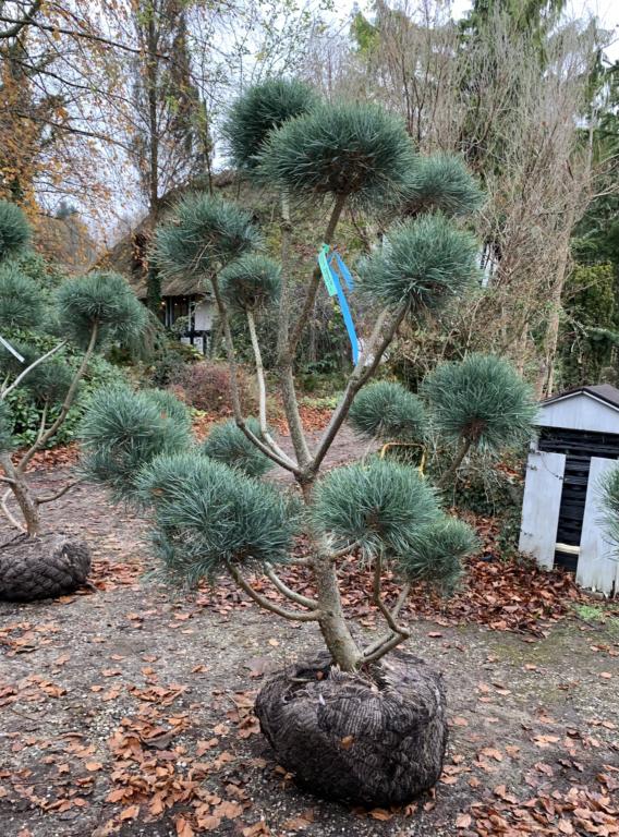 Pinus sylvestris 'Glauca'