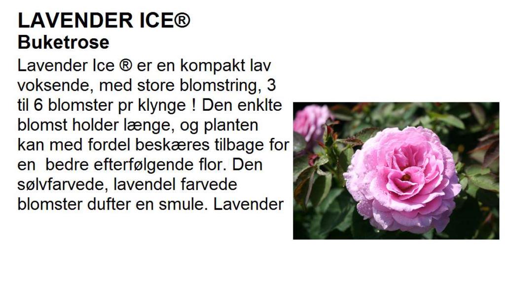 Rosa 'Lavender Ice®'