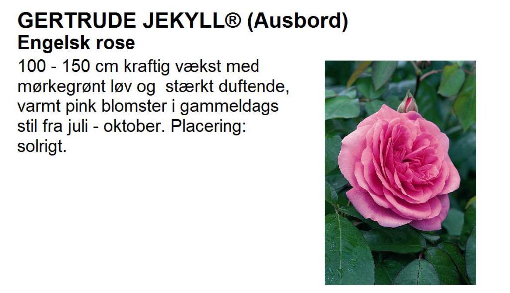 Rosa 'Gertrude Jekyll®' (Ausbord)