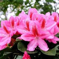 RHODODENDRON 'FURNIVALLS DAUGTHER'
