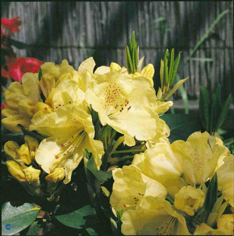 RHODODENDRON 'GOLDKRONE'