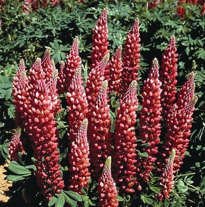 Lupinus polyphyllus 'Red Shades'