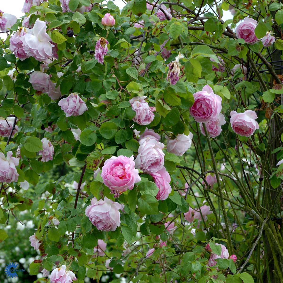 ROSA 'CONSTANCE SPRY' ® (AUSFIRST)
