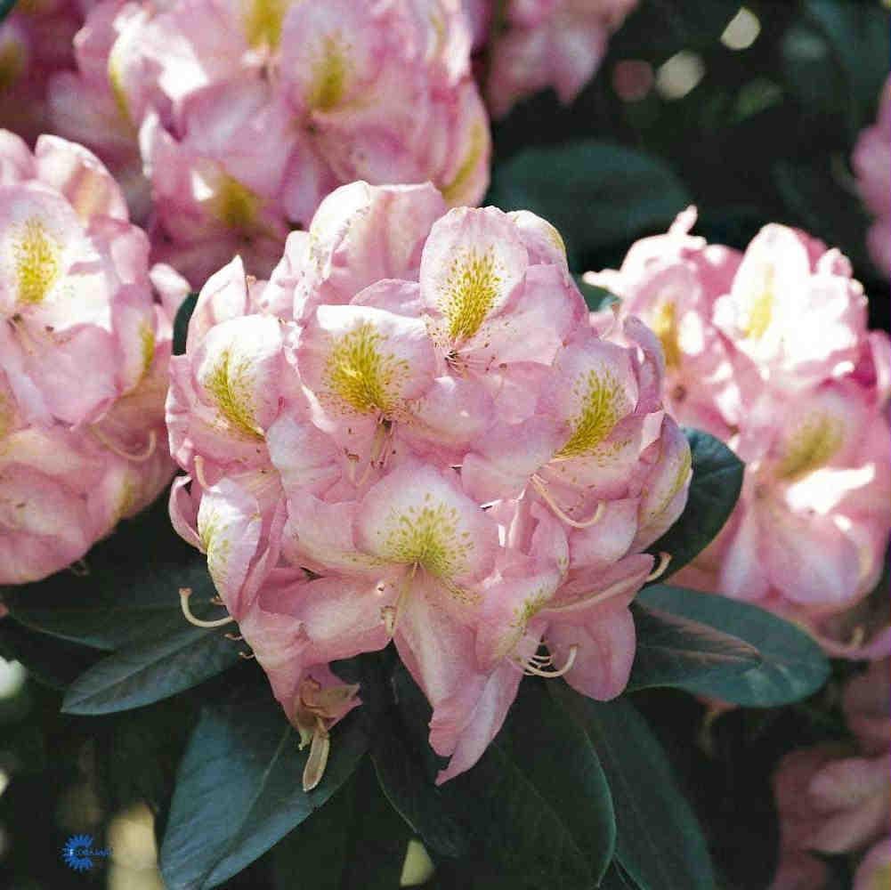 RHODODENDRON 'PERCY WISEMAN'