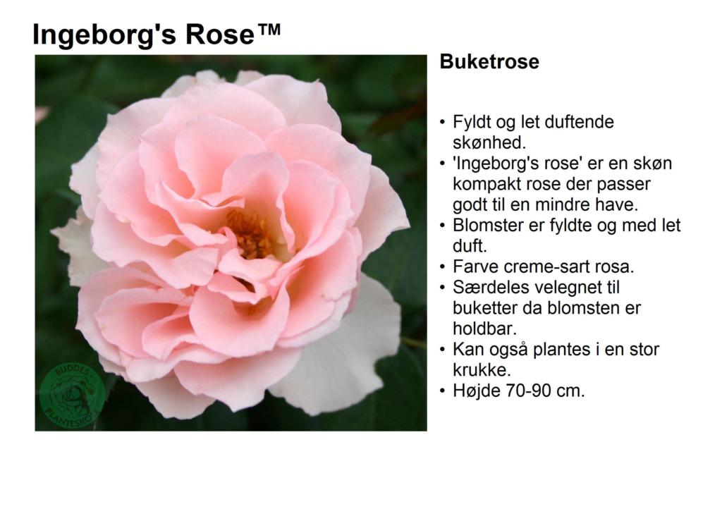 Rosa 'Ingeborg's rose™'