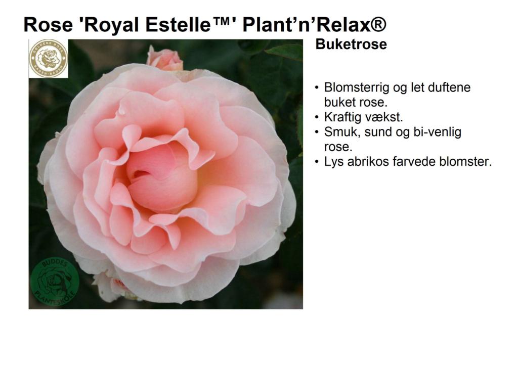 Rosa 'Royal Estelle™' Plant’n’Relax®