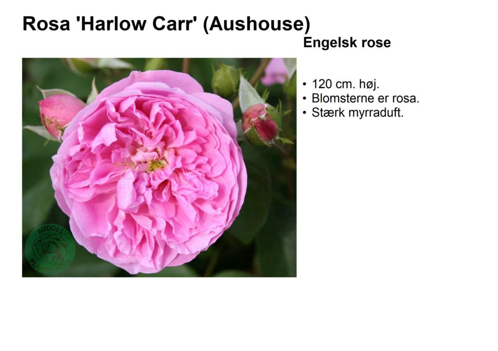 Rosa 'Harlow Carr' (Aushouse)